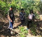 Двое астраханцев уничтожили целую ясеневую рощу