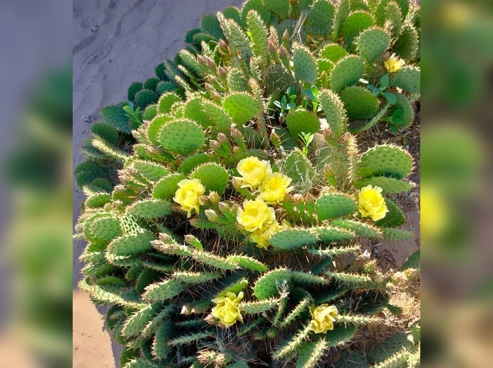 Дикие, но симпатичные: в Астраханской области завели первые опунции