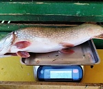 Запрет на вылов щуки вступает в силу в Астраханской области