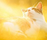 Астраханская жара укрепляет свои позиции