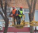 В Астрахани продолжают пилить деревья