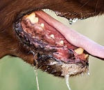 На одной из улиц Астрахани объявлен карантин по бешенству