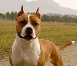 Астраханка покусала хозяина собаки, доказывая, что псу нужен намордник