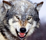 Волки терроризировали жителей астраханского села и нападали на скот