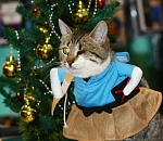 Фото дня.  Кто-кто? Кот в платье!