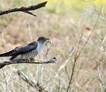 Записки астраханского натуралиста. О чем кукует кукушка