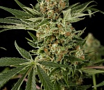 В Туле куст астраханской конопли оценили в 10 тысяч рублей