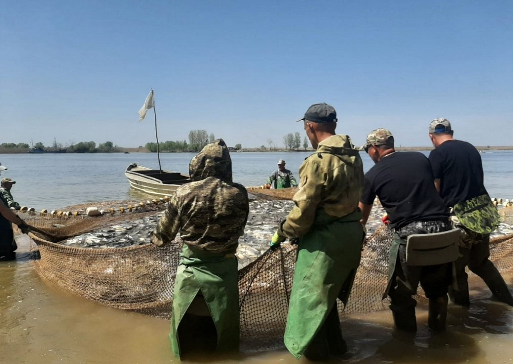 В Астраханской области хорошо ловились сом, лещ, сазан