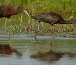 Новая Красная книга появилась в Астраханской области