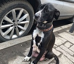 В центре Астрахани собака преданно ждет хозяина, о судьбе которого ничего не известно