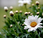 Астраханская погода в июле