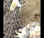 На свалке в Астраханской области обнаружено еще одно кладбище собак