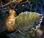 В Астраханскую область идут заморозки