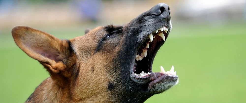 В Астрахани злая собака держала в страхе жителей многоэтажки