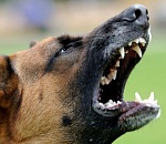 В Астрахани злая собака держала в страхе жителей многоэтажки