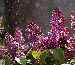 Астраханская погода продолжает капризничать