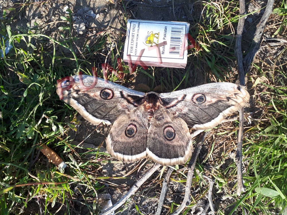 Астраханец нашел в области редкую ночную бабочку