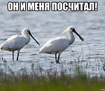 В Астраханской области посчитают гнезда 