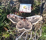 Астраханец нашел в области редкую ночную бабочку