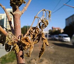 Посадили – засушили. Почему в Астрахани погибают свежепосаженные деревья и газоны 