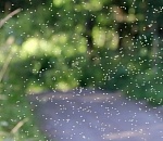 Паводок идёт на спад? В Астраханской области уже появилась мошкара