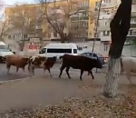 История с коровами у Трусовской администрации обернулась детективом