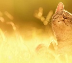 В четверг в Астрахани утихнет ветер