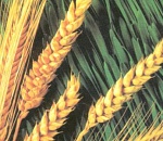 Астраханские аграрии вторые по темпам сбора урожая в России