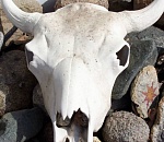 На базе отдыха под Астраханью нашли скелеты животных