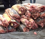 У астраханца в тайнике автомобиля нашли 150 килограммов осетра