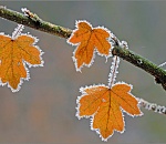 В субботу астраханцам обещают туман и изморозь