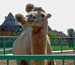 В астраханском зоопарке "Баба Фрося" произошел пожар