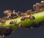 Записки астраханского натуралиста. Самые вредные муравьи