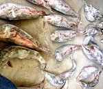 Астраханская полиция нашла в квартирах трех жителей Наримановского района 62 туши осетровых рыб