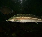 Производство осетровых в Астраханской области выросло в 1,7 раза