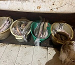 Астраханец «нашел на берегу» 39 краснокнижных осетров