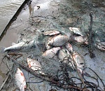 200 килограммов сома изъяли у браконьеров в Астраханской области