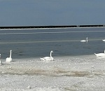 Спасение лебедей, застрявших на озере Баскунчак, продолжается