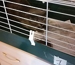 Полиция расследует инцидент с избиением кота в "Алимпике"