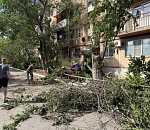 Ветер в Астрахани повалил десятки деревьев и оборвал провода