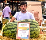 Астраханец второй раз подряд  вырастил самый большой арбуз в России