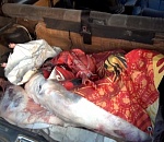 Под Астраханью фермеры украли больше 200 овец