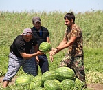 Астраханская область планирует собрать более 200 тыс. тонн бахчевых