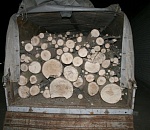 Двое астраханцев срубили ясени на 230 тысяч