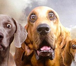 Не дельный обзор. Астраханские собаки не пьют. Но закусывают очень хорошо