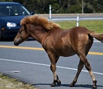 Столкновение лошади с иномаркой астраханца стоило полмиллиона рублей
