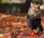 В выходные в Астрахань вернутся теплые осенние денечки