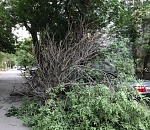 Еще одна иномарка в Астрахани стала жертвой дерева