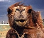 Ученые из АГТУ планируют выпускать полуфабрикаты из верблюжатины