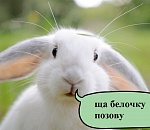 Астраханец пытался пропить украденного ... кролика